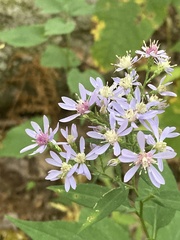 Symphyotrichum cordifolium