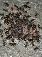Camponotus nicobarensis