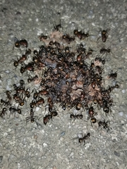 Camponotus nicobarensis