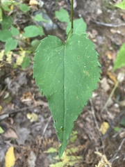 Symphyotrichum cordifolium