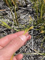 Carex preissii