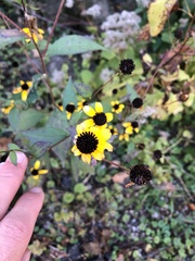 Rudbeckia triloba