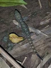 Hemidactylus garnotii