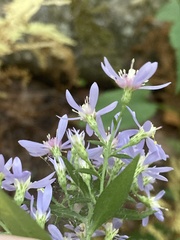 Symphyotrichum cordifolium