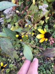 Rudbeckia triloba