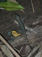 Hemidactylus garnotii
