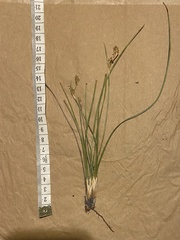 Carex preissii