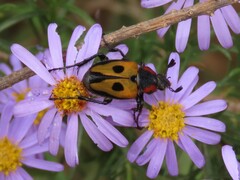 Campulipus limbatus