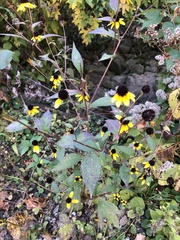 Rudbeckia triloba