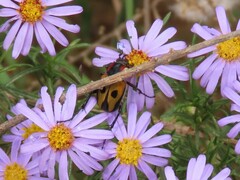 Campulipus limbatus