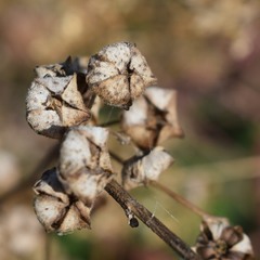 Malva multiflora