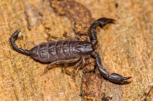 Opisthacanthus madagascariensis