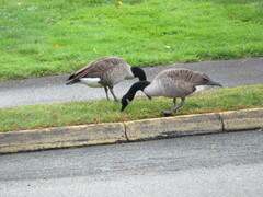 Branta canadensis