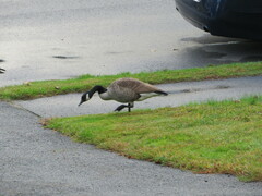 Branta canadensis