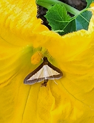 Diaphania hyalinata