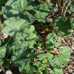 Malva multiflora