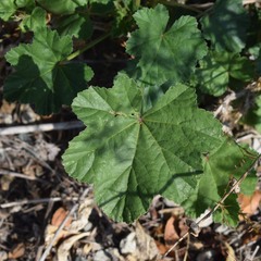 Malva multiflora