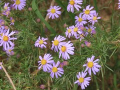 Felicia filifolia