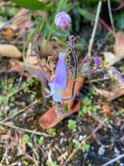 Penstemon hirsutus