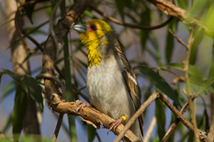 Ploceus sakalava