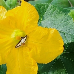 Diaphania hyalinata