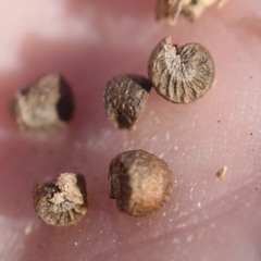 Malva multiflora