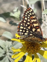 Euphydryas chalcedona hennei