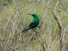 Nectarinia famosa famosa