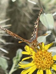 Euphydryas chalcedona hennei