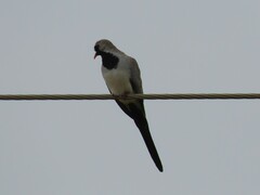 Oena capensis capensis