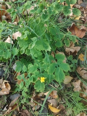 Chelidonium majus