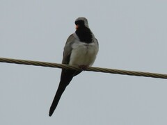Oena capensis capensis