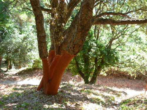 Quercus suber