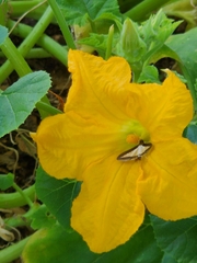 Diaphania hyalinata