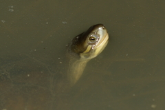 Mauremys mutica mutica