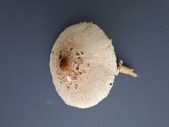 Macrolepiota mastoidea