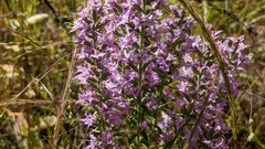 Liatris hesperelegans
