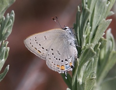 Satyrium californica