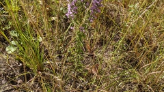 Liatris hesperelegans