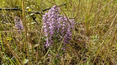 Liatris hesperelegans
