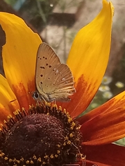 Lycaena virgaureae