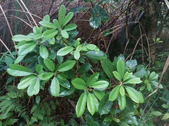 Daphniphyllum oldhami