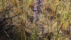 Liatris hesperelegans