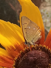Lycaena virgaureae