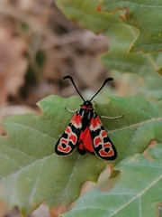 Zygaena fausta
