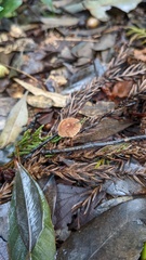 Collybiopsis biformis