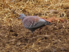 Columba guinea phaeonota