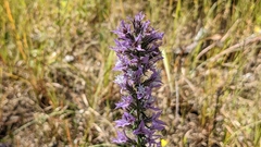 Liatris hesperelegans