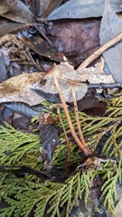 Collybiopsis biformis