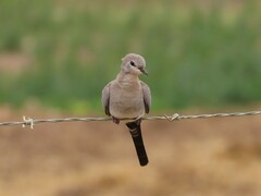 Oena capensis capensis